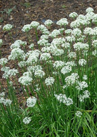 ALIUM odorum 